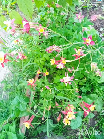 Аквилегия саженцы