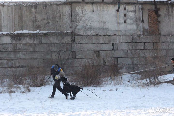 Услуги кинолога