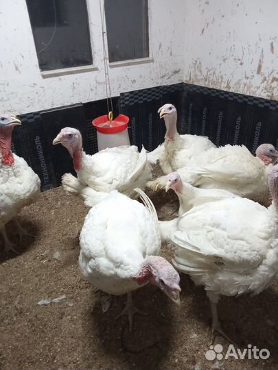 Индюки биг 6