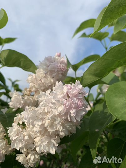 Сирень «Красавица Москвы»