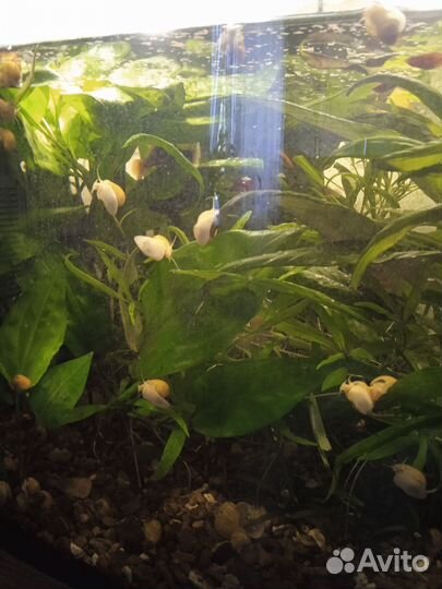 Аквариумные улитки Ампуллярии