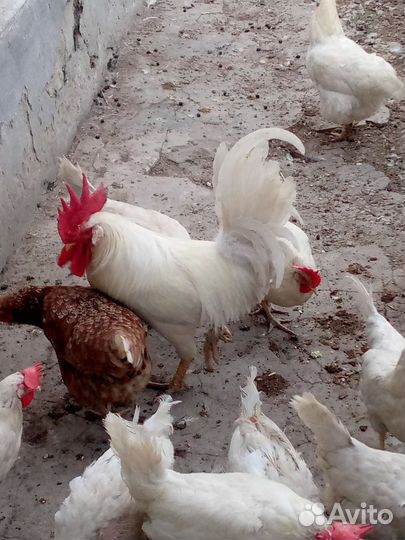 Петух минорка