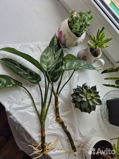 Кротон аглаонема суккуленты