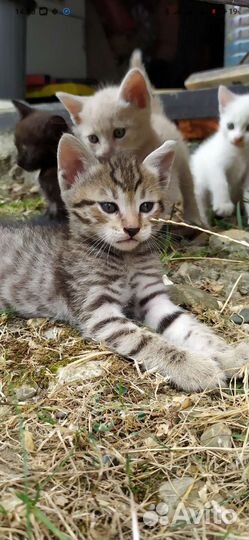 Кошка в дар бесплатно