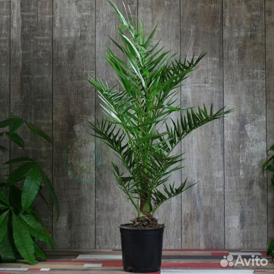 Финик канарский, семена