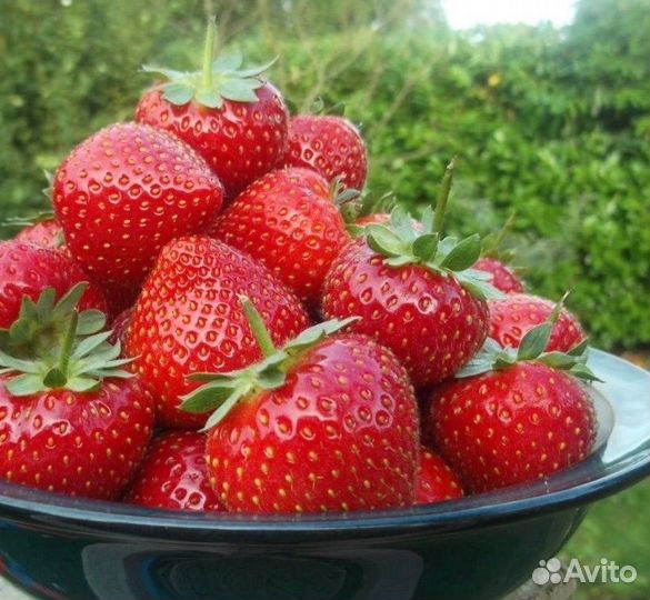 Клубника мурано и кабрилло