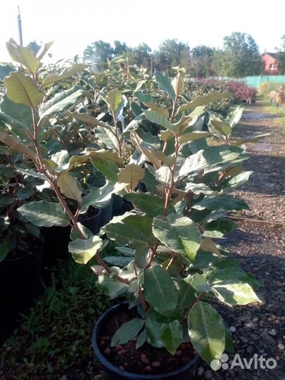 Лох Super Compacta