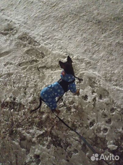 Комбинезон для маленьких собак