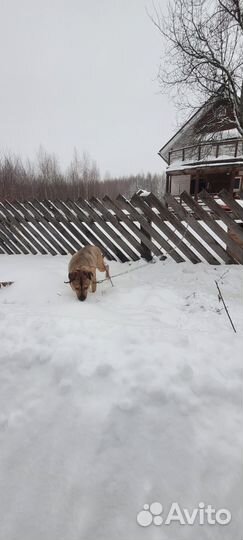 Отдам в добрые руки