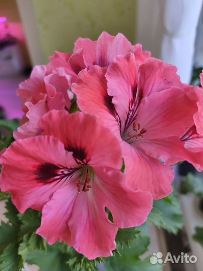 Пеларгония герань