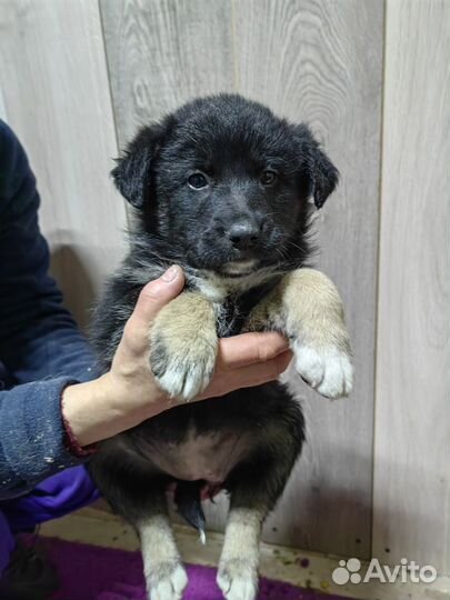 Собаки бесплатно