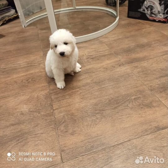 Маремма абруцкая овчарка,щенки