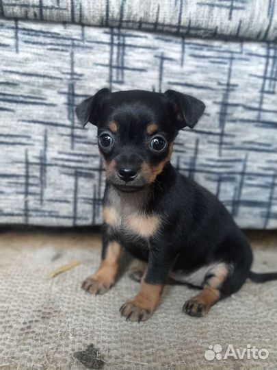 Кроличья такса