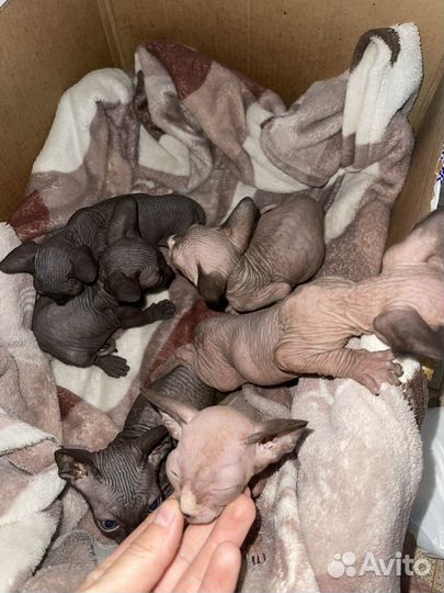 Канадский сфинкс