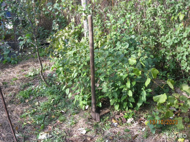 Гуми (лох многоцветковый)