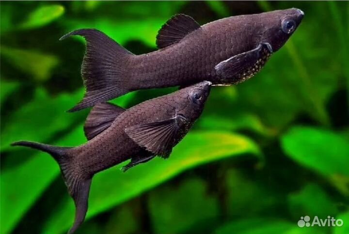 Молинезии детки