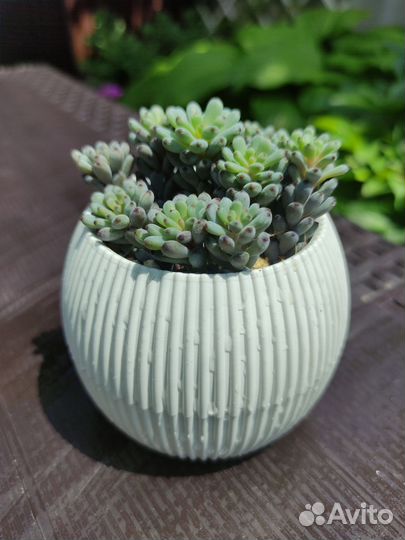 Флорариум(композиция)