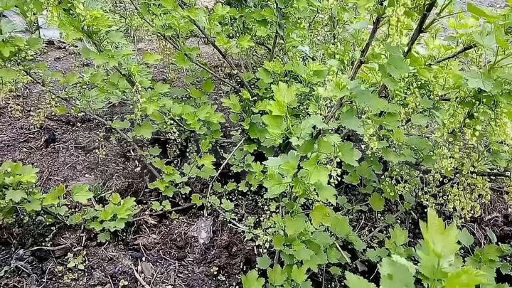 Участок 32 сот. (ИЖС)