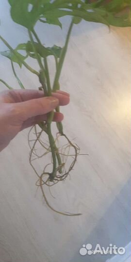 Монстера манки