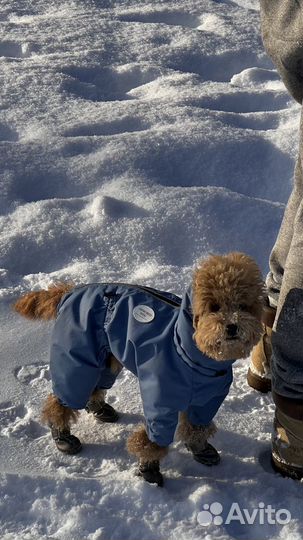 Зимний комбез для собаки ArmoredDog