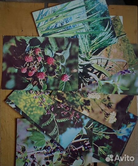 Набор 25 цветных открыток Экскурсия в природу 80гг