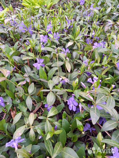 Барвинок - многолетник