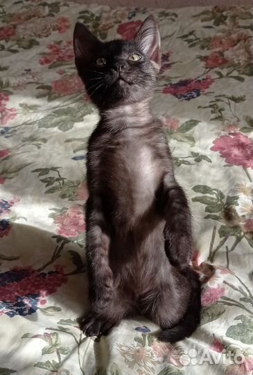Котенок нереальный