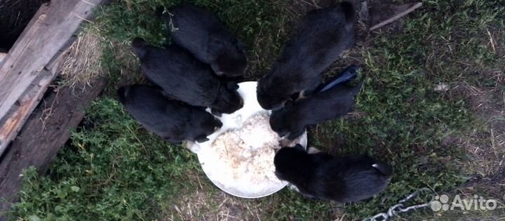 Отдам щенят