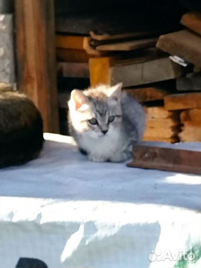 Шотландская