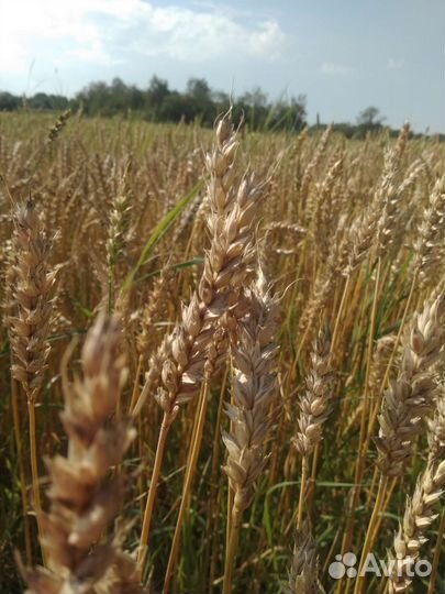 Навоз коровий