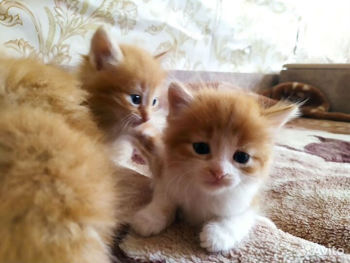 Кошка в дар бесплатно