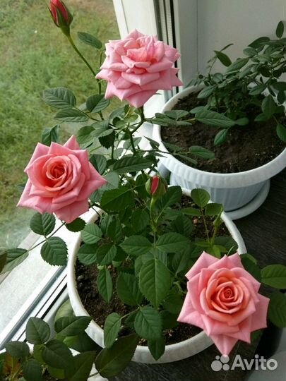 Комнатная роза Кардана, розовая