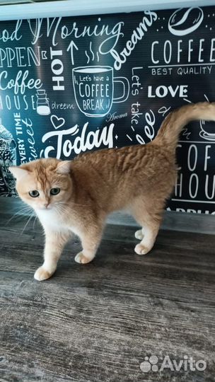 Передержка домашних животных