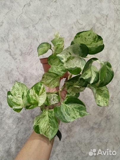 Эпипремнум