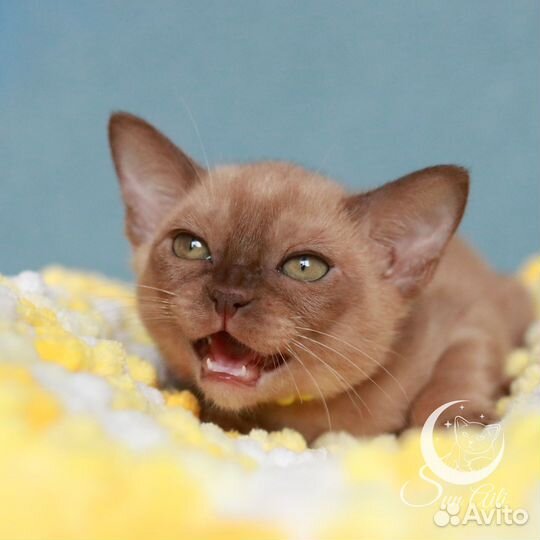 Бурманский мальчик