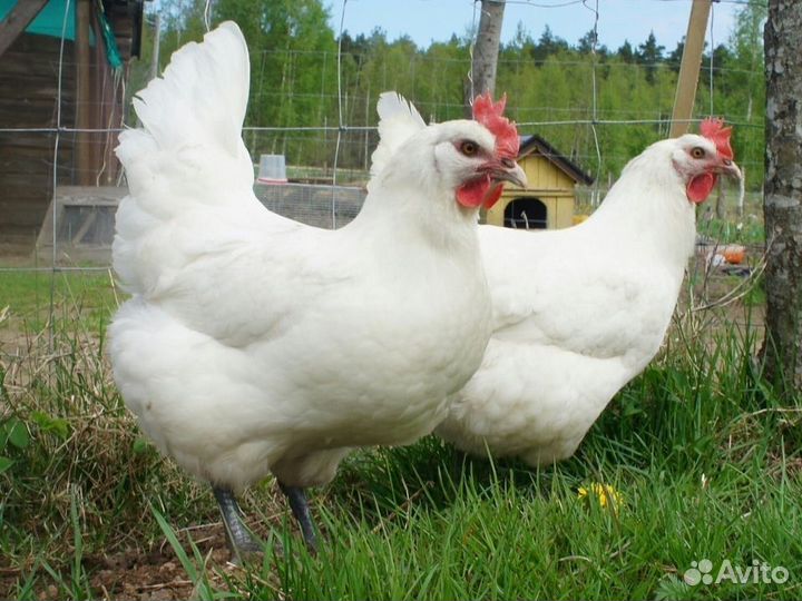 Куры несушки