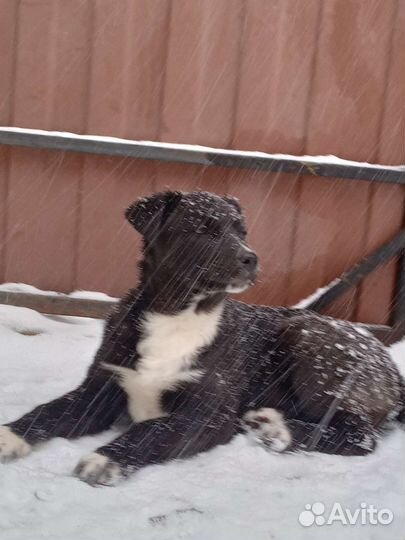 Щенок в дар