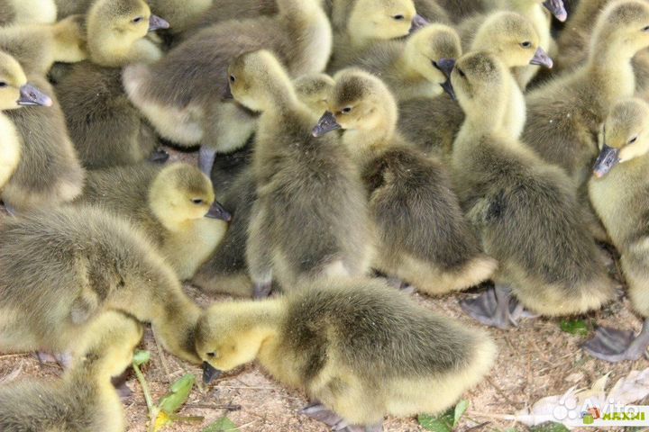 Гусята оптом