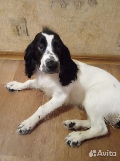 Русский спаниель