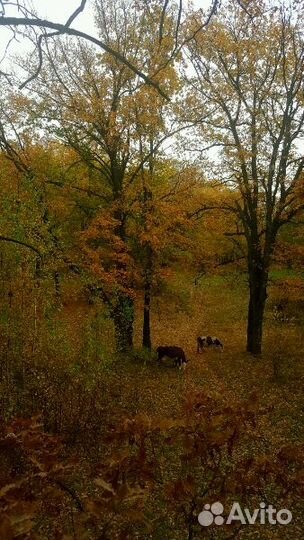 Навоз от своих коров