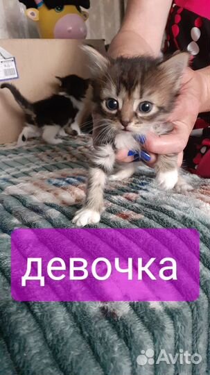 Котята в добрые руки