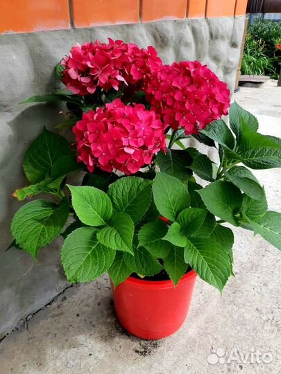 Гортензия крупнолистная