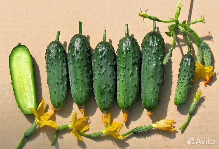 Семена Огурцов.Урожайные Огурцы