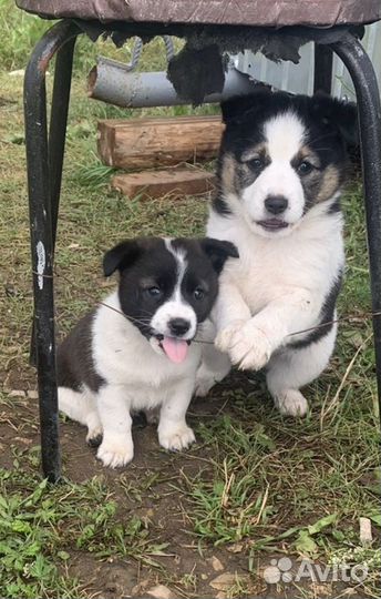 Щенок от маленькой собаки