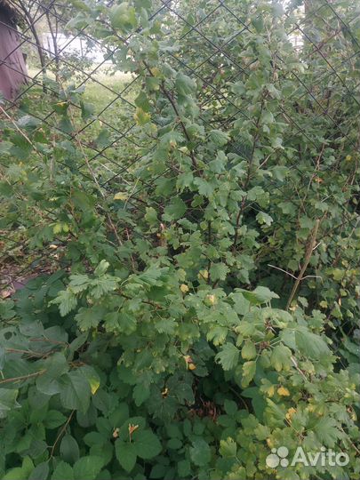 Саженцы крыжовника, вишни, смородины