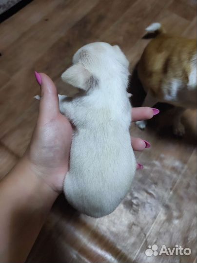 Щенки чихуахуа