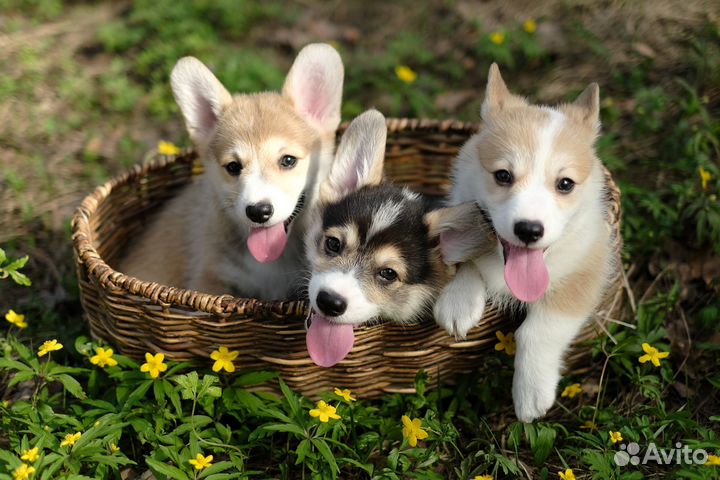 Щенки корги пемброк