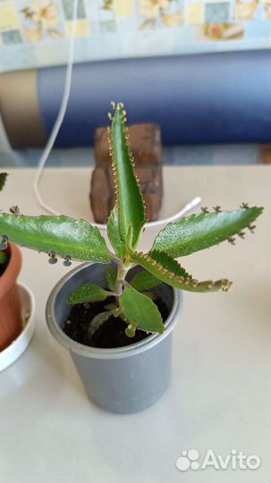 Комнатные цветы