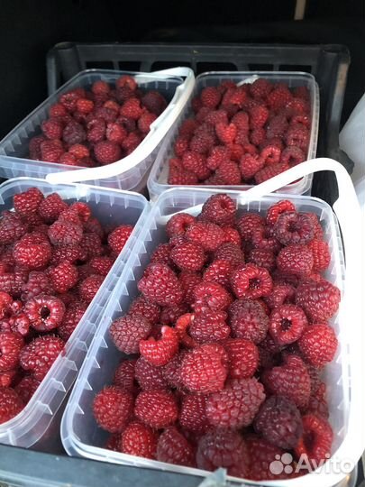 Малина свежая с дачи