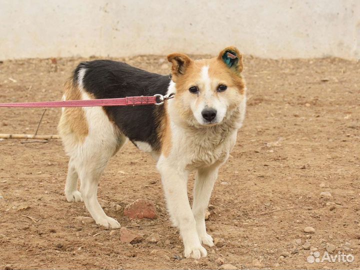 Маленькая собака